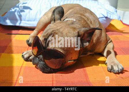 Braun Französische Bulldogge Hund mit großen Sonnenbrillen liegen auf orange Outdoor Decke, genießen den Sommer Sonne Stockfoto