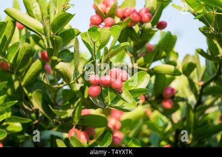 Karonda Carunda, Obst Cluster grünes Blatt am Baum Stockfoto