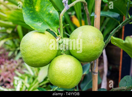 Drei Kugeln auf Stiel tree Grapefruit Stockfoto