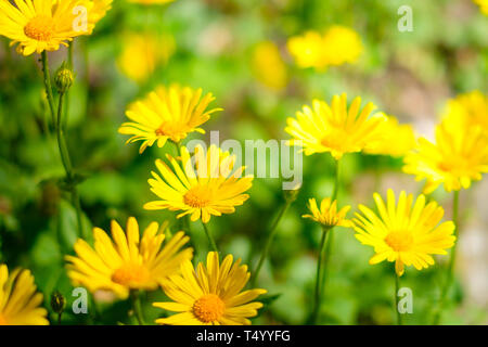 Ostern Blumen in der Wiese, gelbe daisy flower Feld im Frühling Stockfoto