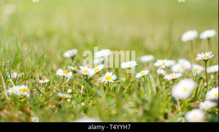 Daisy Blumen und Gras closeup - frühlingswiese - Stockfoto