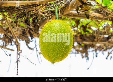 Baby Jackfruit stacheligen bitteren Kürbis, süsse Kürbis, Kürbis, Gac Cochinchin Frucht am Baum Dach Stockfoto