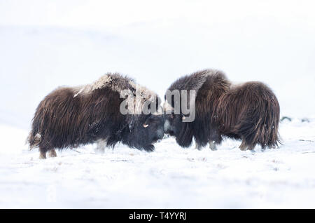 In der Nähe von Moschusochsen Männer im Winter, Norwegen kämpfen, Dovrefjell Nationalpark. Stockfoto