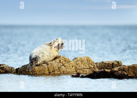 In der Nähe der Seehund (Phoca vitulina) liegt auf einem Felsen mit Flipper auf Kopf, Lerwick Hafen, Schottland, Großbritannien. Stockfoto