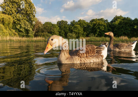 Nahaufnahme eines Graugänse (Anser anser) im Teich an einem sonnigen Sommertag. Stockfoto