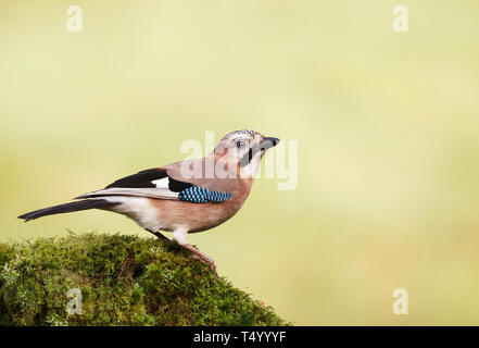 Nahaufnahme des Eurasischen Eichelhäher (Garrulus glandarius) auf einem Bemoosten Baumstamm, Schottland thront. Stockfoto