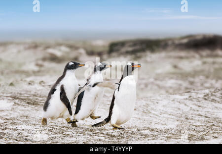 Zwei Gentoo Pinguin Küken jagen nach dem übergeordneten Element in der Falklandinseln gespeist werden. Stockfoto