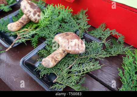 Matsutake Pilz verschmutzt auf Tray mit pine Blatt bei Store Stockfoto