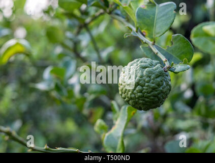 Bergamotte, Kaffernlimette Obst auf Schaft in der Plantage Stockfoto