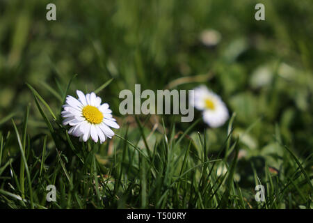Kamillenblüten in das grüne Gras. Weißen Gänseblümchen auf sonnigen Wiese, Frühling Hintergrund Stockfoto