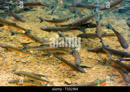 Forellen auf dem Boden des Sees. Viele Fische schwimmen frei im klaren Wasser. Standort vihorlat See, Slowakei Stockfoto