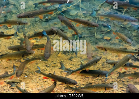 Forellen auf dem Boden des Sees. Viele Fische schwimmen frei im klaren Wasser. Standort vihorlat See, Slowakei Stockfoto