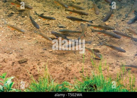 Forellen auf dem Boden des Sees. Viele Fische schwimmen frei im klaren Wasser. grünes Gras am Ufer Stockfoto