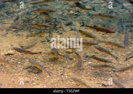 Forellen auf dem Boden des Sees. Viele Fische schwimmen frei im klaren Wasser Stockfoto