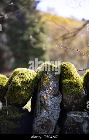 Alte Steinmauer mit Moos und Flechten wachsen auf es, Staffordshire, Großbritannien Stockfoto