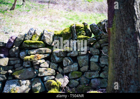 Alte Steinmauer mit Moos und Flechten wachsen auf es, Staffordshire, Großbritannien Stockfoto