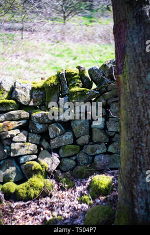 Alte Steinmauer mit Moos und Flechten wachsen auf es, Staffordshire, Großbritannien Stockfoto