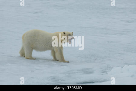 Polar bear Walking auf dem Eis in der arktischen Landschaft schnüffeln herum. Stockfoto