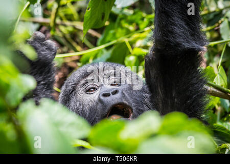 Ein Baby Gorilla schreit, als er reicht für eine Filiale in der impenatrable Forrest von Uganda Stockfoto