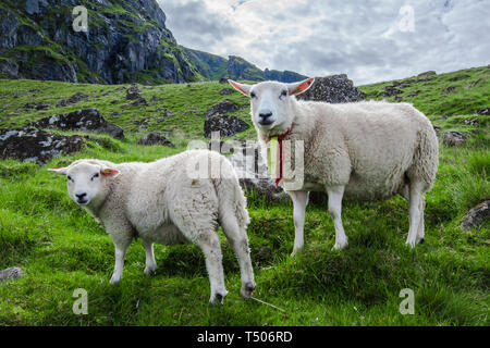 Zwei Schafe anstarren, Kamera, wie sie auf der Insel Lofoton weiden, oberhalb des Polarkreises in Norwegen Stockfoto