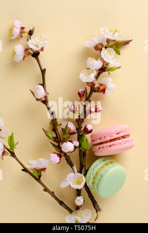 Französische bunte Macarons oder Makronen mit blühenden Aprikosenbaum Blumen auf Pastell beige Hintergrund. Kopieren Sie Platz. Grußkarte und Feder Konzept. Keine Stockfoto