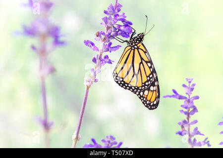 Monarchfalter Danaus Plexippus ruht auf einem Stiel mit Salvia - Seitenansicht Stockfoto