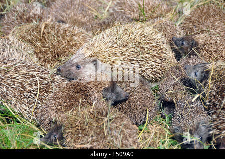 Weißbrustigel, Nördliche Weißbrustigel, Osteuropäische Igel, Hérisson de Roumanie, Erinaceus roumanicus, keleti sün, Ungarn Stockfoto