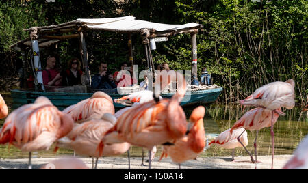 Hannover, Deutschland. 19 Apr, 2019. Die Besucher nehmen einen Ausflug in den Zoo Hannover entlang der Flamingo Lagune. Credit: Peter Steffen/dpa/Alamy leben Nachrichten Stockfoto