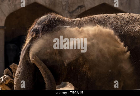 Hannover, Deutschland. 19 Apr, 2019. Ein Elefant in einem Zoo in Hannover wirft Sand auf dem Rücken. Credit: Peter Steffen/dpa/Alamy leben Nachrichten Stockfoto