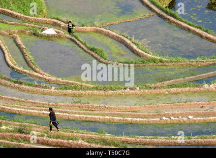 Congjiang, Congjiang, China. 19 Apr, 2019. Congjiang, CHINA - Bauern sind besetzt mit Feder Bewirtschaften an den terrassierten Feldern in Congjiang, Provinz Guizhou. Credit: SIPA Asien/ZUMA Draht/Alamy leben Nachrichten Stockfoto