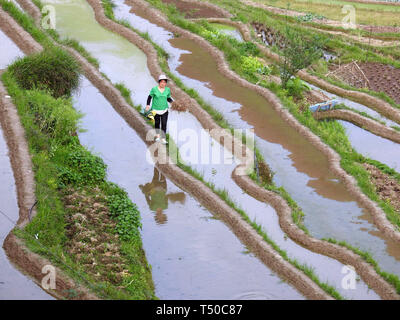 Congjiang, Congjiang, China. 19 Apr, 2019. Congjiang, CHINA - Bauern sind besetzt mit Feder Bewirtschaften an den terrassierten Feldern in Congjiang, Provinz Guizhou. Credit: SIPA Asien/ZUMA Draht/Alamy leben Nachrichten Stockfoto