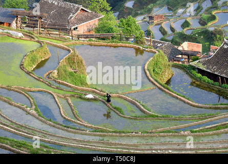 Congjiang, Congjiang, China. 19 Apr, 2019. Congjiang, CHINA - Bauern sind besetzt mit Feder Bewirtschaften an den terrassierten Feldern in Congjiang, Provinz Guizhou. Credit: SIPA Asien/ZUMA Draht/Alamy leben Nachrichten Stockfoto