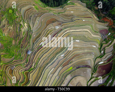 Congjiang, Congjiang, China. 19 Apr, 2019. Congjiang, CHINA - Bauern sind besetzt mit Feder Bewirtschaften an den terrassierten Feldern in Congjiang, Provinz Guizhou. Credit: SIPA Asien/ZUMA Draht/Alamy leben Nachrichten Stockfoto