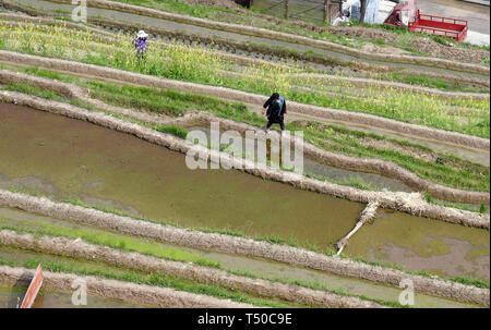 Congjiang, Congjiang, China. 19 Apr, 2019. Congjiang, CHINA - Bauern sind besetzt mit Feder Bewirtschaften an den terrassierten Feldern in Congjiang, Provinz Guizhou. Credit: SIPA Asien/ZUMA Draht/Alamy leben Nachrichten Stockfoto