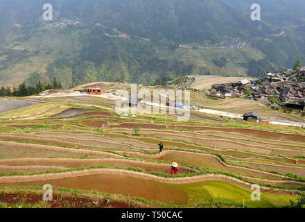 Congjiang, Congjiang, China. 19 Apr, 2019. Congjiang, CHINA - Bauern sind besetzt mit Feder Bewirtschaften an den terrassierten Feldern in Congjiang, Provinz Guizhou. Credit: SIPA Asien/ZUMA Draht/Alamy leben Nachrichten Stockfoto