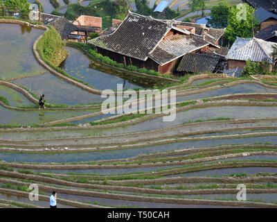 Congjiang, Congjiang, China. 19 Apr, 2019. Congjiang, CHINA - Bauern sind besetzt mit Feder Bewirtschaften an den terrassierten Feldern in Congjiang, Provinz Guizhou. Credit: SIPA Asien/ZUMA Draht/Alamy leben Nachrichten Stockfoto