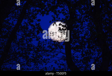 Essex. 19. Apr 2019. UK Wetter: UK. 19 Apr, 2019. Die vollständige Rosa Mond wirft über Ackerland in Essex Uk gute Freitag, 19. April 2019 Credit: MARTIN DALTON/Alamy leben Nachrichten Stockfoto