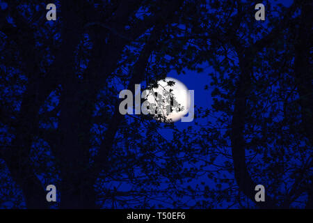 Essex. 19. Apr 2019. UK Wetter: UK. 19 Apr, 2019. Die vollständige Rosa Mond wirft über Ackerland in Essex Uk gute Freitag, 19. April 2019 Credit: MARTIN DALTON/Alamy leben Nachrichten Stockfoto