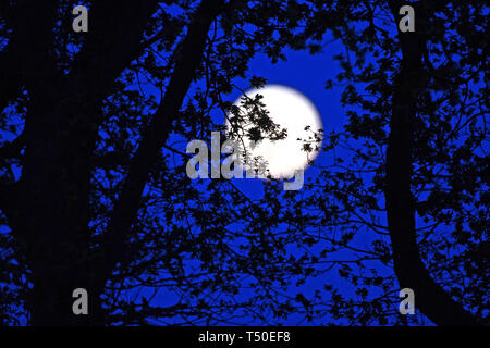 Essex. 19. Apr 2019. UK Wetter: UK. 19 Apr, 2019. Die vollständige Rosa Mond wirft über Ackerland in Essex Uk gute Freitag, 19. April 2019 Credit: MARTIN DALTON/Alamy leben Nachrichten Stockfoto