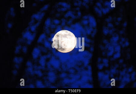 Essex. 19. Apr 2019. UK Wetter: UK. 19 Apr, 2019. Die vollständige Rosa Mond wirft über Ackerland in Essex Uk gute Freitag, 19. April 2019 Credit: MARTIN DALTON/Alamy leben Nachrichten Stockfoto