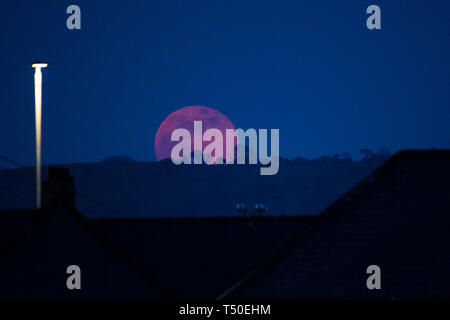 Aberystwyth Wales UK, Karfreitag, 19. April 2019. UK Wetter: Eine spektakuläre Vollmond, bekannt als der 'Pink Moon' bis zu seinem Namen leben, als es über den Hügel in der Nähe von Aberystwyth am Karfreitag Abend steigt nach einem Tag der brennend heißen Sonne Foto: Keith Morris/Alamy leben Nachrichten Stockfoto