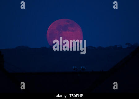 Aberystwyth Wales UK, Karfreitag, 19. April 2019. UK Wetter: Eine spektakuläre Vollmond, bekannt als der 'Pink Moon' bis zu seinem Namen leben, als es über den Hügel in der Nähe von Aberystwyth am Karfreitag Abend steigt nach einem Tag der brennend heißen Sonne Foto: Keith Morris/Alamy leben Nachrichten Stockfoto