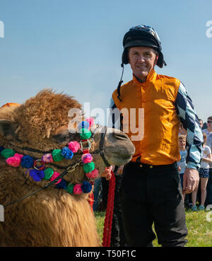 Hungerford, West Berkshire, Großbritannien. 19. Apr 2019. Melbourne 10 Racing Camel Racing Sieger AP McCoy (Sir Anthony Peter McCoy OBE, allgemein bekannt als AP McCoy) ehemaliger Meister Pferderennen Jockey des Peter O ullevan Lambourn Open Day ist eine einzigartige Gelegenheit, Lambourn Tal Ausbilder Yards zu besuchen und sich mit den Pferden und Trainer zusammen mit ihren Mitarbeitern und Jockeys am Morgen mit populären Pferd Veranstaltungen in der Arena, am Nachmittag zu Gesicht kommen Stockfoto