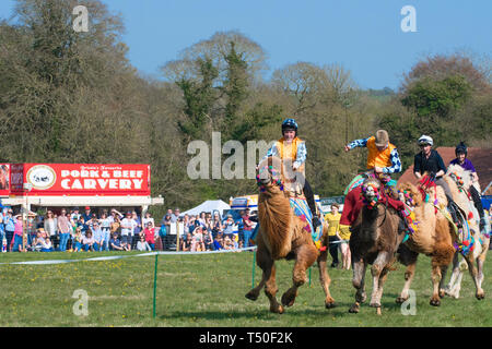 Hungerford, West Berkshire, Großbritannien. 19. Apr 2019. Melbourne 10 Racing Kamelrennen im Hauptbereich spannend die Massen mit AP McCoy (Sir Anthony Peter McCoy OBE, allgemein bekannt als AP McCoy) ehemaliger Meister Pferderennen Jockey unter Berücksichtigung der von der Leitung und auf die Rennen auf den berühmten Pferderennen Trainer Jamie Osborne und Nico de Boinville racing Jockey, in nationalen Hunt racing konkurriert gewinnen. Stockfoto