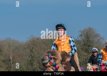 Hungerford, West Berkshire, Großbritannien. 19. Apr 2019. Melbourne 10 Racing Kamelrennen im Hauptbereich spannend die Massen mit AP McCoy (Sir Anthony Peter McCoy OBE, allgemein bekannt als AP McCoy) ehemaliger Meister Pferderennen Jockey unter Berücksichtigung der von der Leitung und auf die Rennen auf den berühmten Pferderennen Trainer Jamie Osborne und Nico de Boinville racing Jockey, in nationalen Hunt racing konkurriert gewinnen. Stockfoto