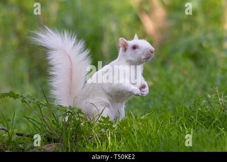 Dieses seltene Albino Grey Eichhörnchen wurde heute Morgen in einem Park in Eastbourne gesichtet und genoss scheinbar das gute Wetter, während er an Ästen knabberte. Echte Albinos haben keine Pigmentierung, was zu rosa Augen und weißem Fell führt und haben oft eine kürzere Lebensdauer als normale Eichhörnchen. Stockfoto