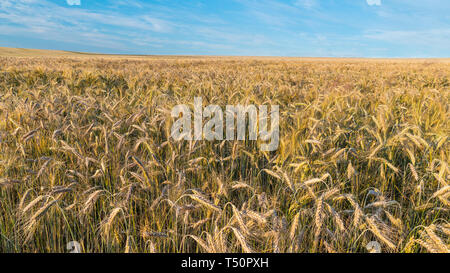 Ländliche Landschaft. Golden Roggen Feld. Secale cereale. Natürliche Hintergrund. Reif Müsli Ohren Nahaufnahme. Summer Blue Sky. Organische Futterpflanze auf landwirtschaftlichen Flächen. Stockfoto