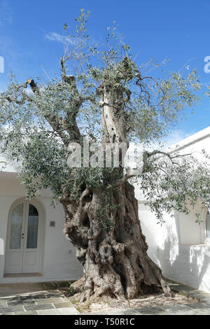 Alten Olivenbäumen in einer Masseria in der Nähe von Brindisi, Apulien, Italien Stockfoto