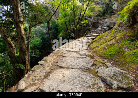 Combblestone Pfad in den Wald, die zu den Kamikura Shinto Tempel, Kumano Kodo Wallfahrt Track, Shingu, Japan Stockfoto