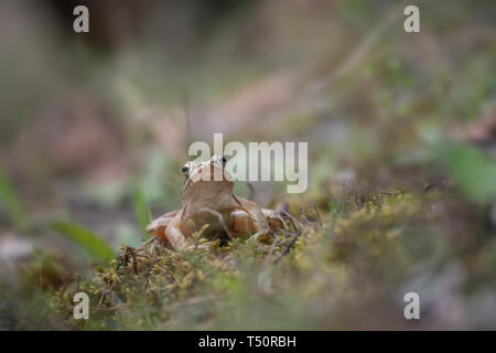 Agile Frog, Rana dalmatina, Feder in Kresna Stockfoto